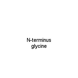 N-terminus glycine